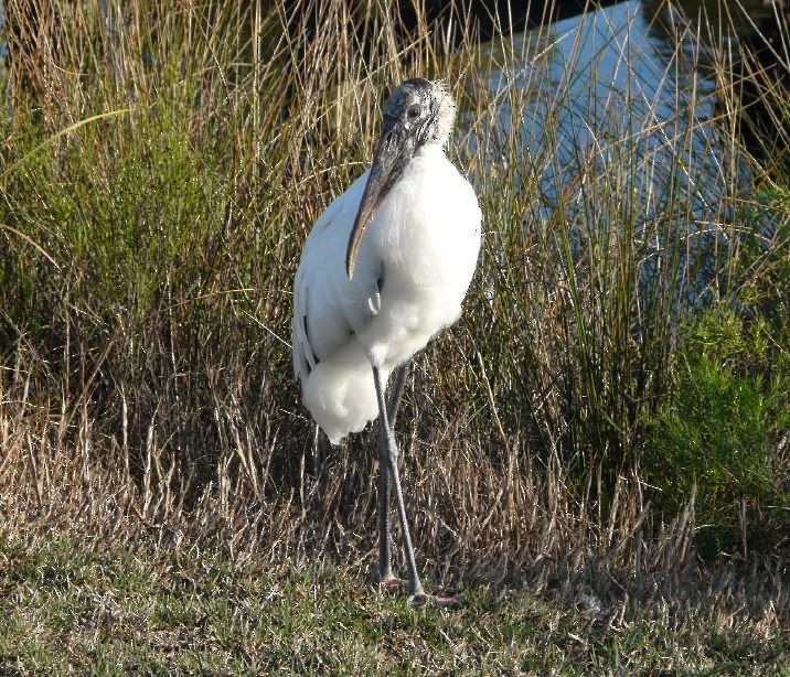 Wood Stork - ML52028571