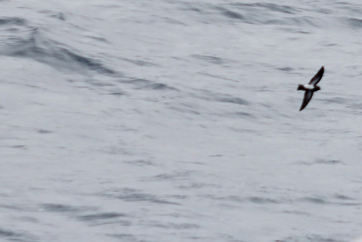 Black-bellied Storm-Petrel - Jay Robinson