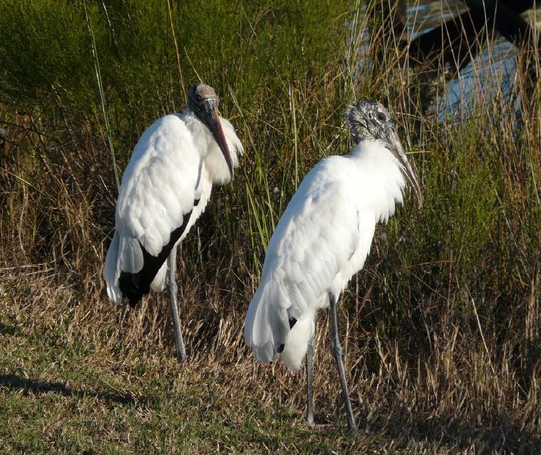 Wood Stork - ML52028661