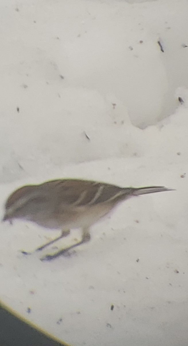 American Tree Sparrow - ML520288381