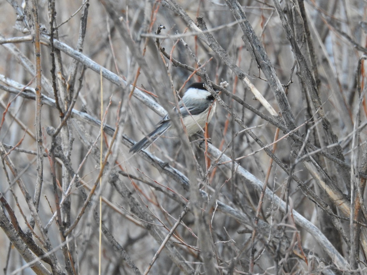 Black-capped Chickadee - ML52028961