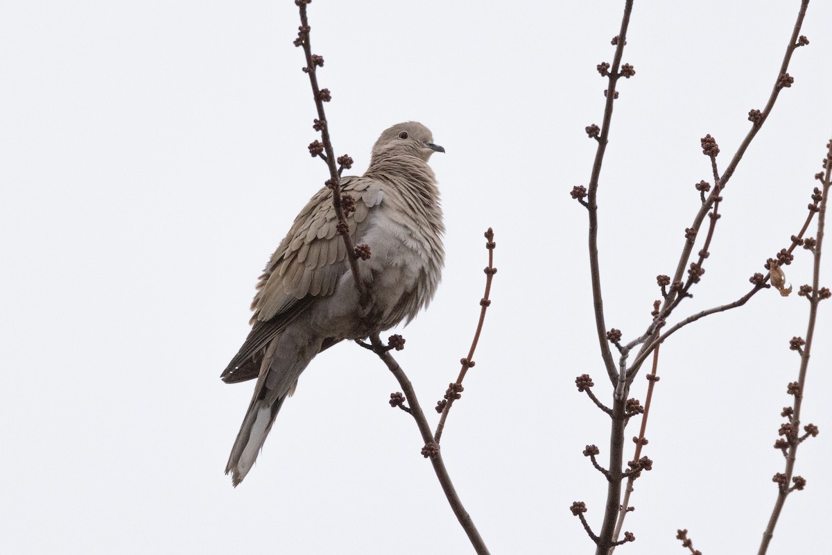 Eurasian Collared-Dove - ML520290491