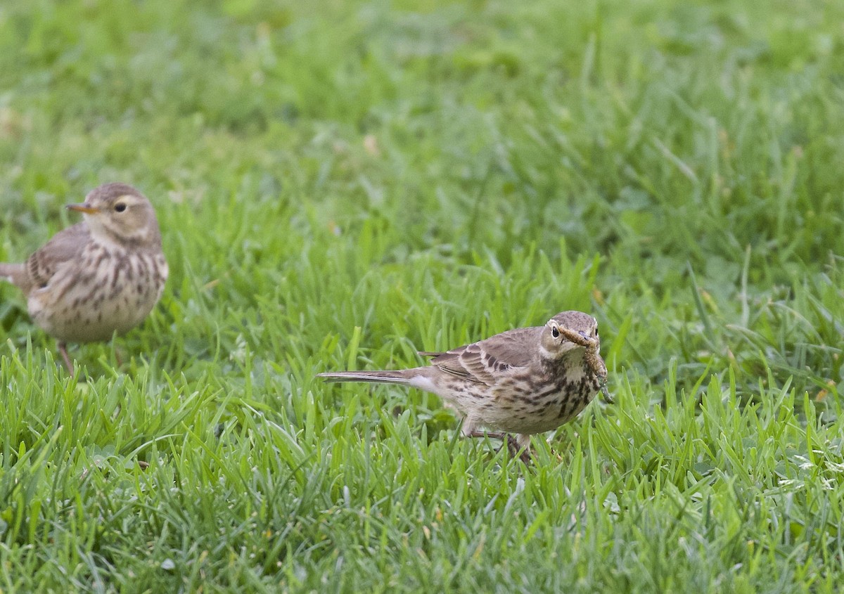 American Pipit - ML520290601