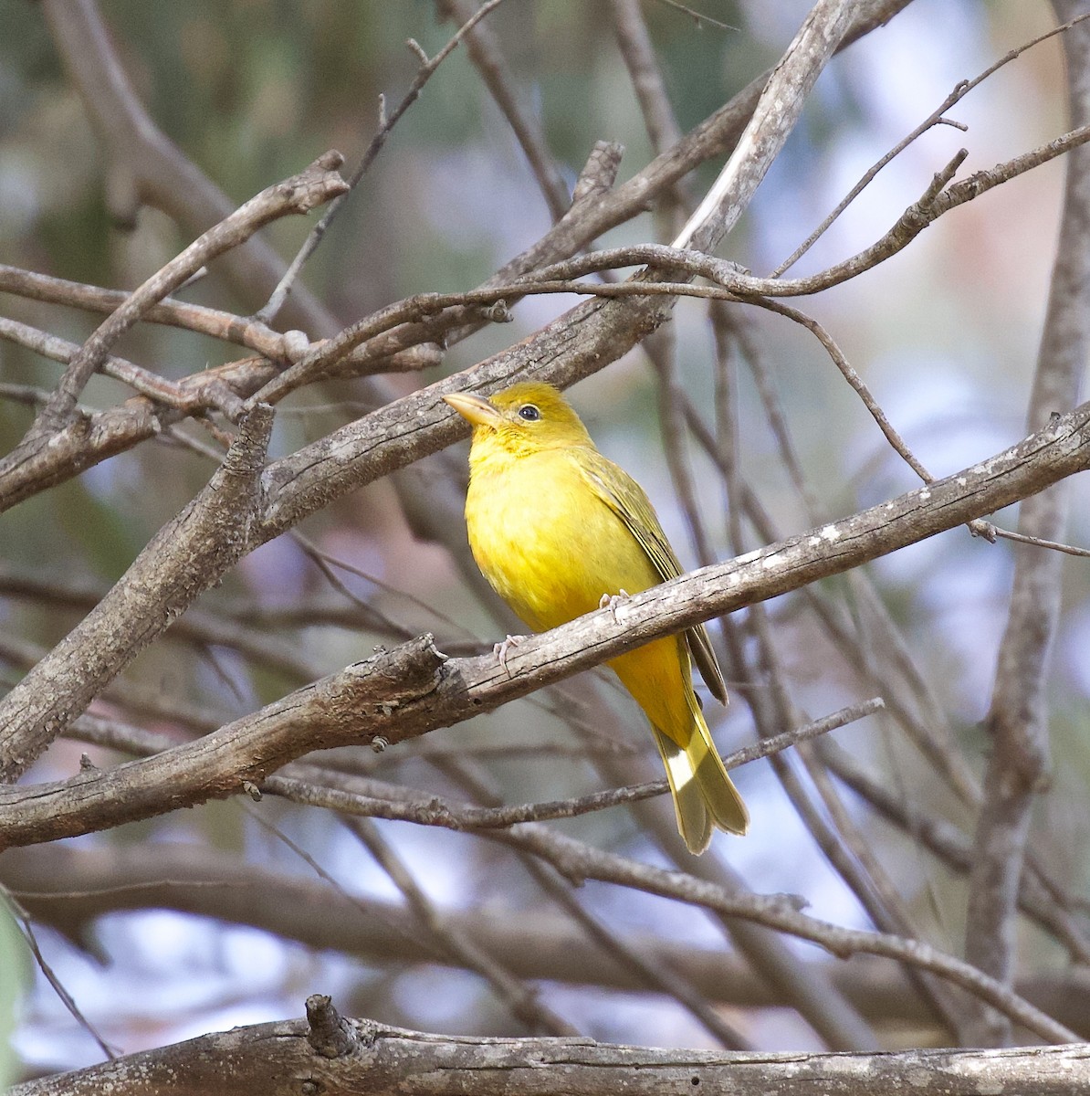 Summer Tanager - ML520290801