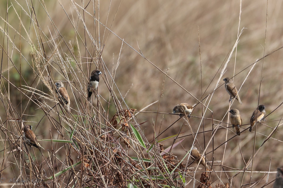 Black-breasted Munia - Mikael Käll