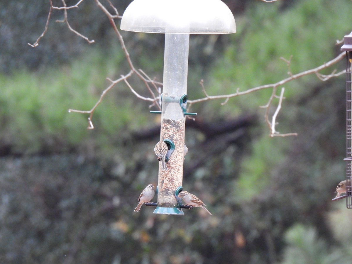 Chipping Sparrow - ML520292051