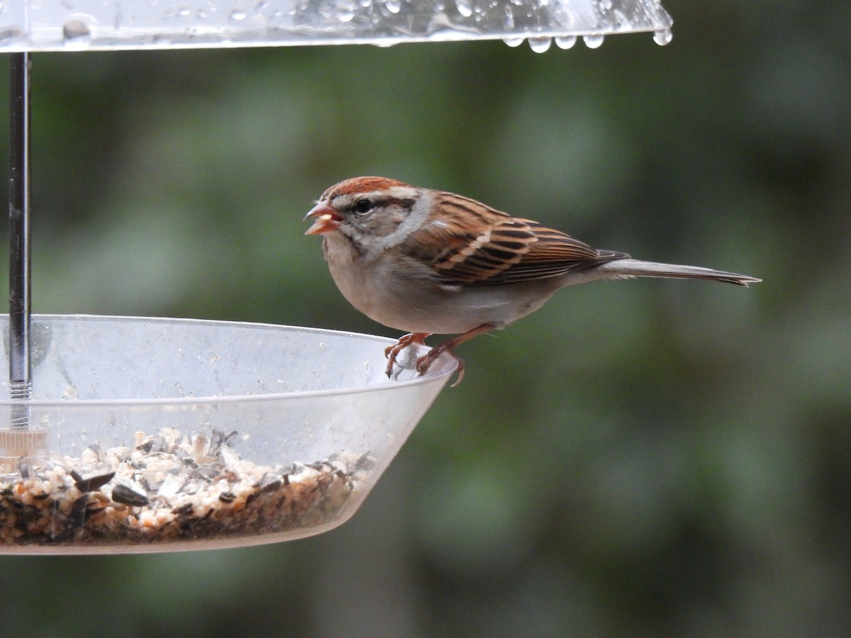 Chipping Sparrow - Cathy Mathias