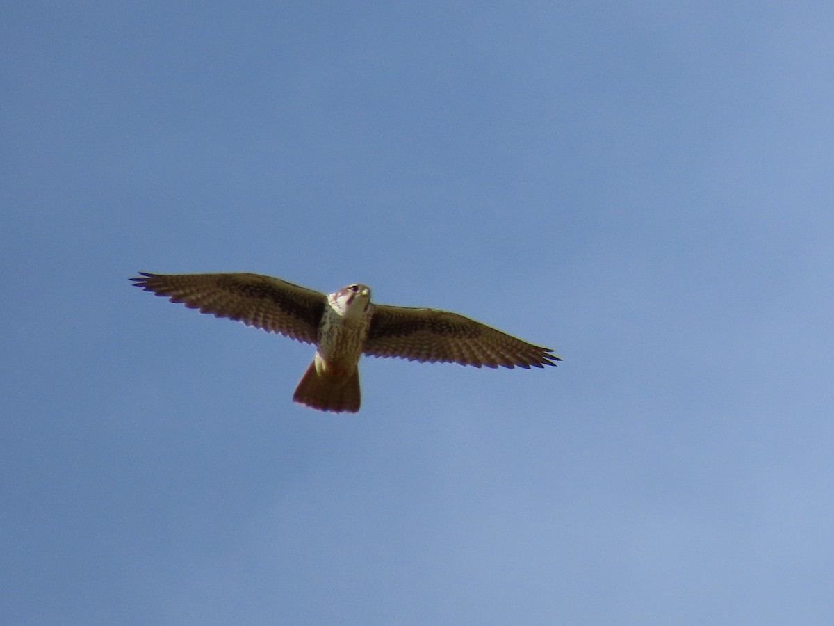 Prairie Falcon - ML520295041