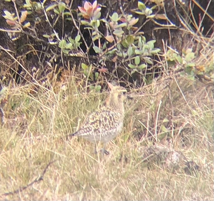 Chorlito Dorado Siberiano - ML520296421