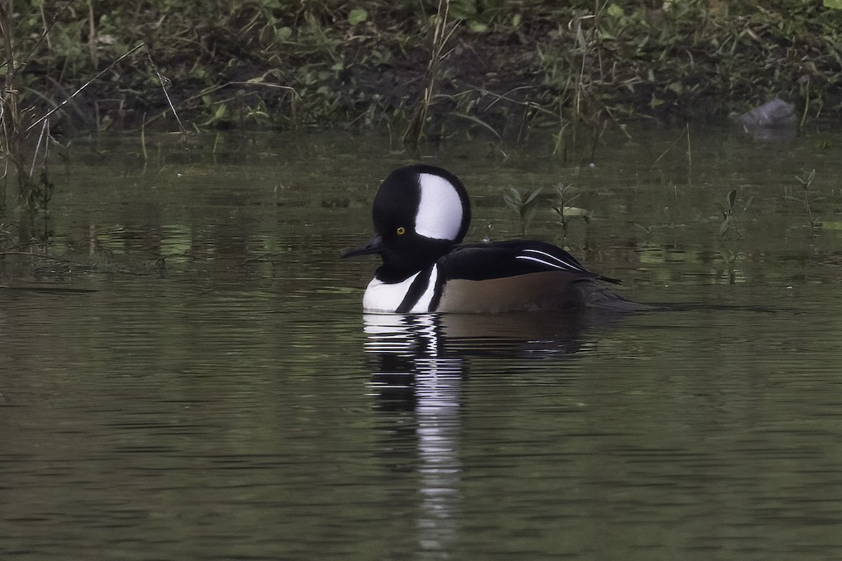 Hooded Merganser - ML520297061