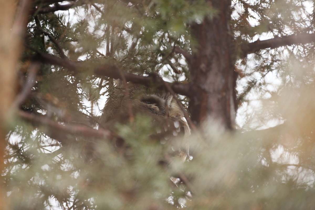 Northern Saw-whet Owl - ML520297151