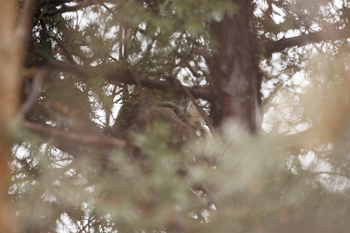 Northern Saw-whet Owl - ML520297181