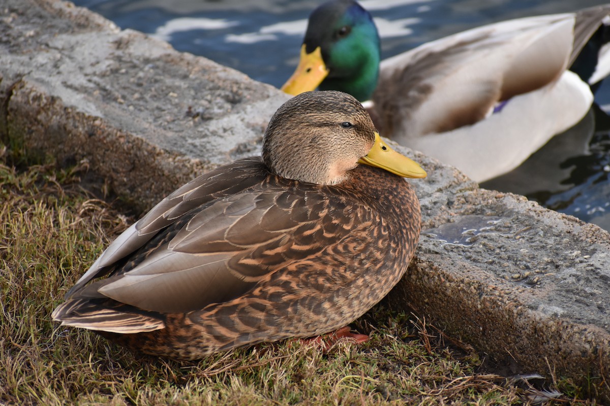 Mexican Duck - ML520297321