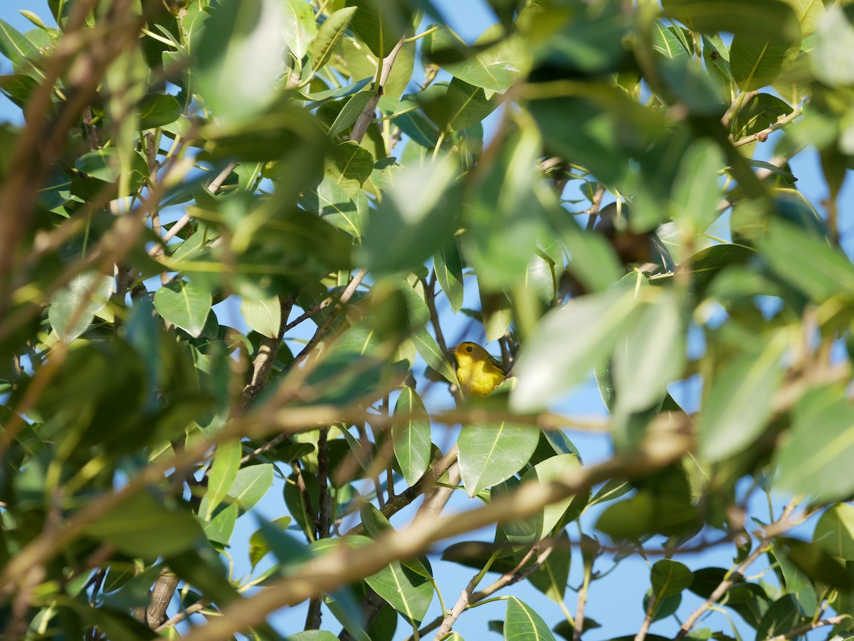 Wilson's Warbler - ML520297581