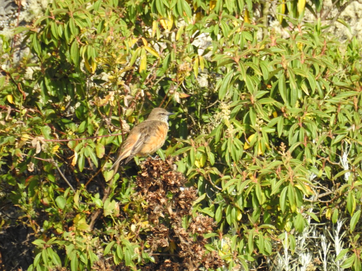 Streak-throated Bush-Tyrant - ML520299241