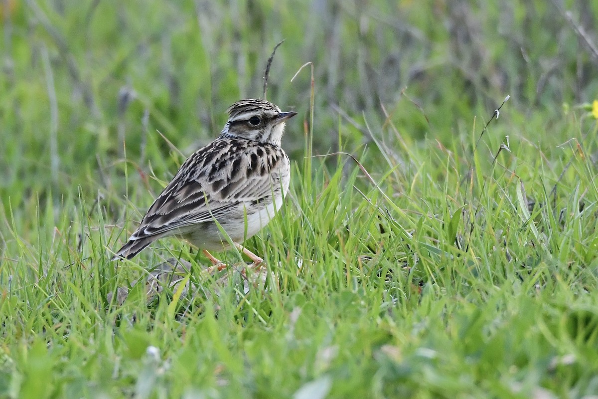 Wood Lark - ML520299651