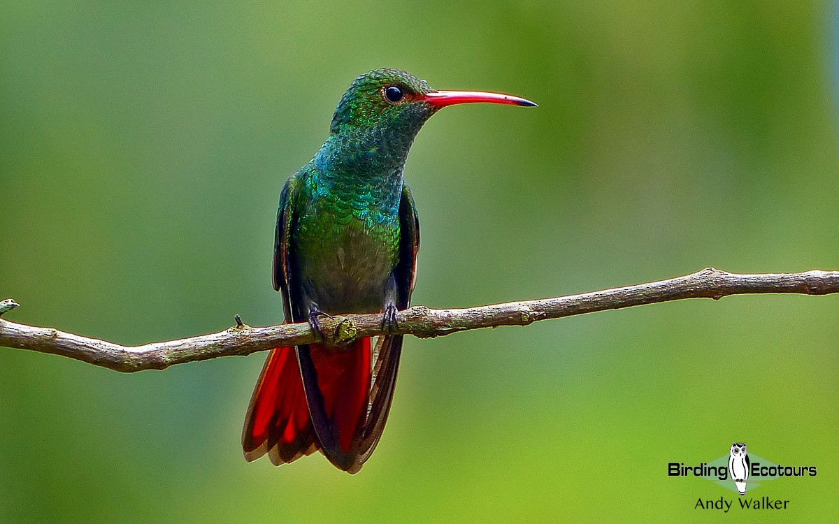 Rufous-tailed Hummingbird - Andy Walker - Birding Ecotours