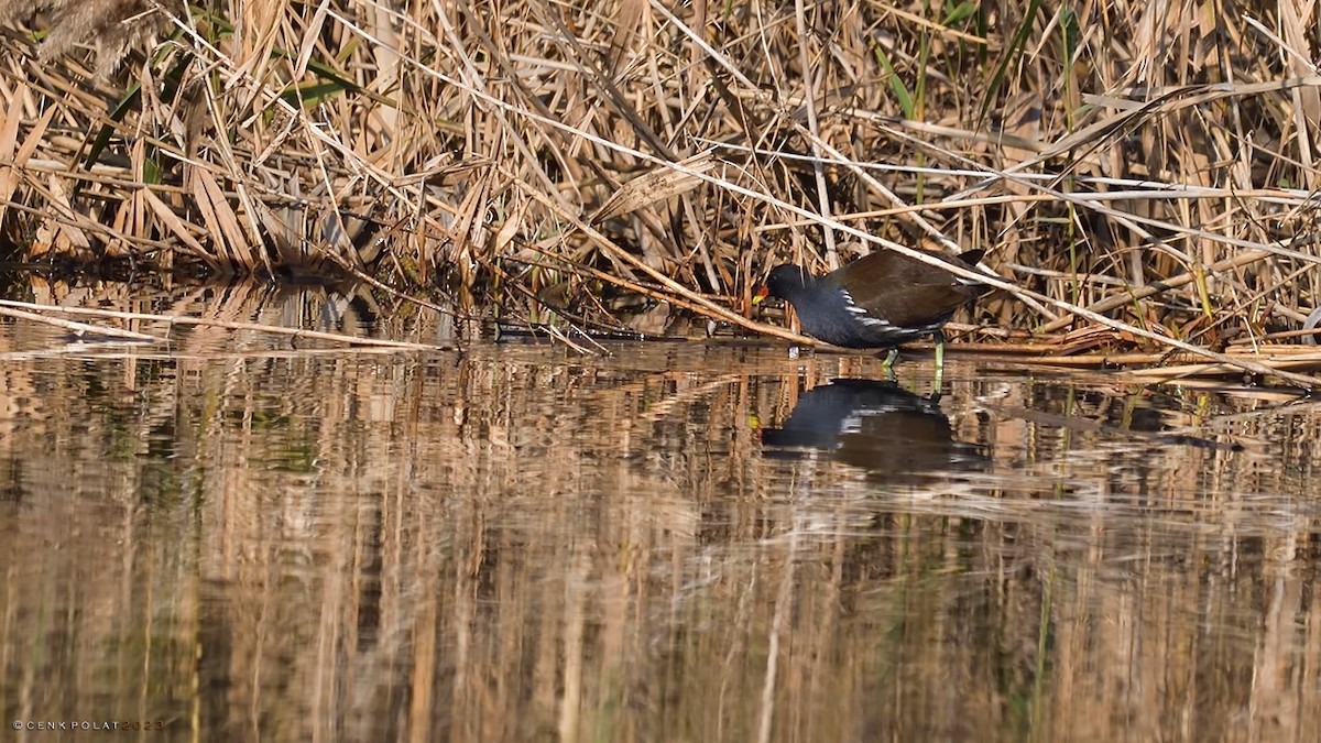 Eurasian Moorhen - ML520302011