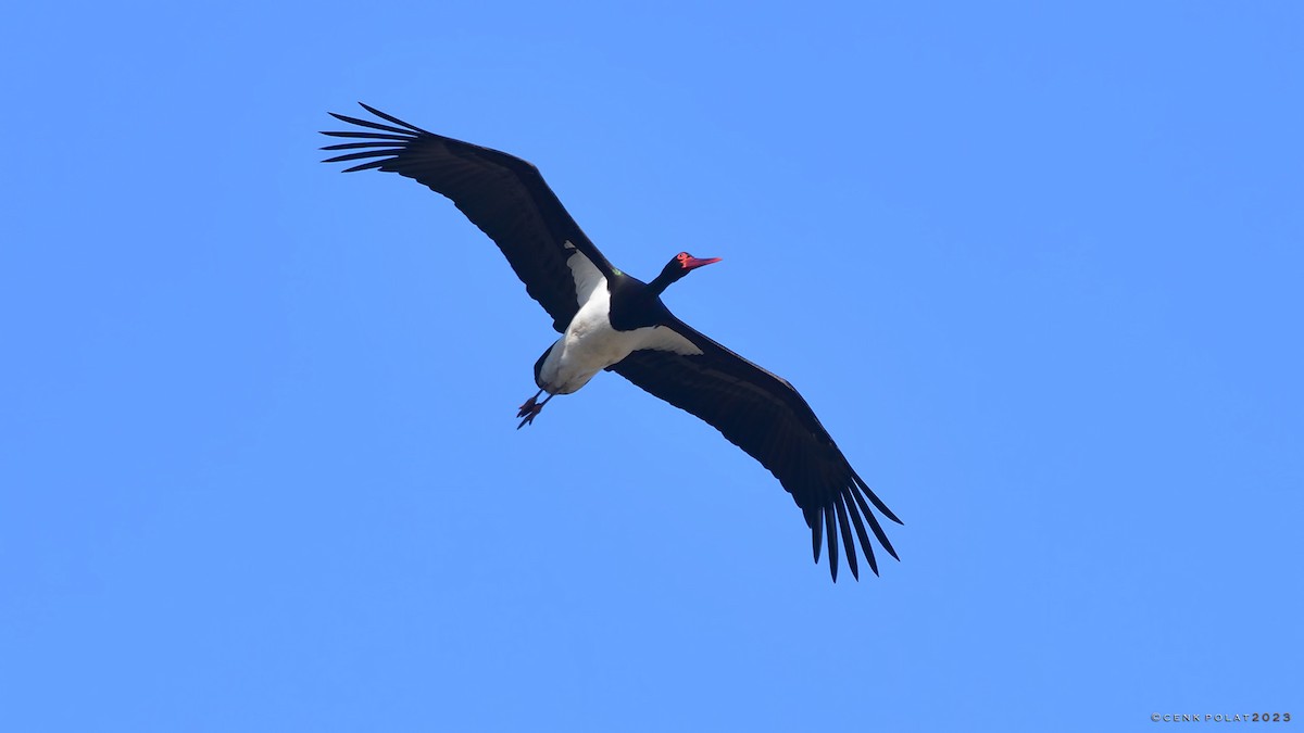 Black Stork - Cenk Polat
