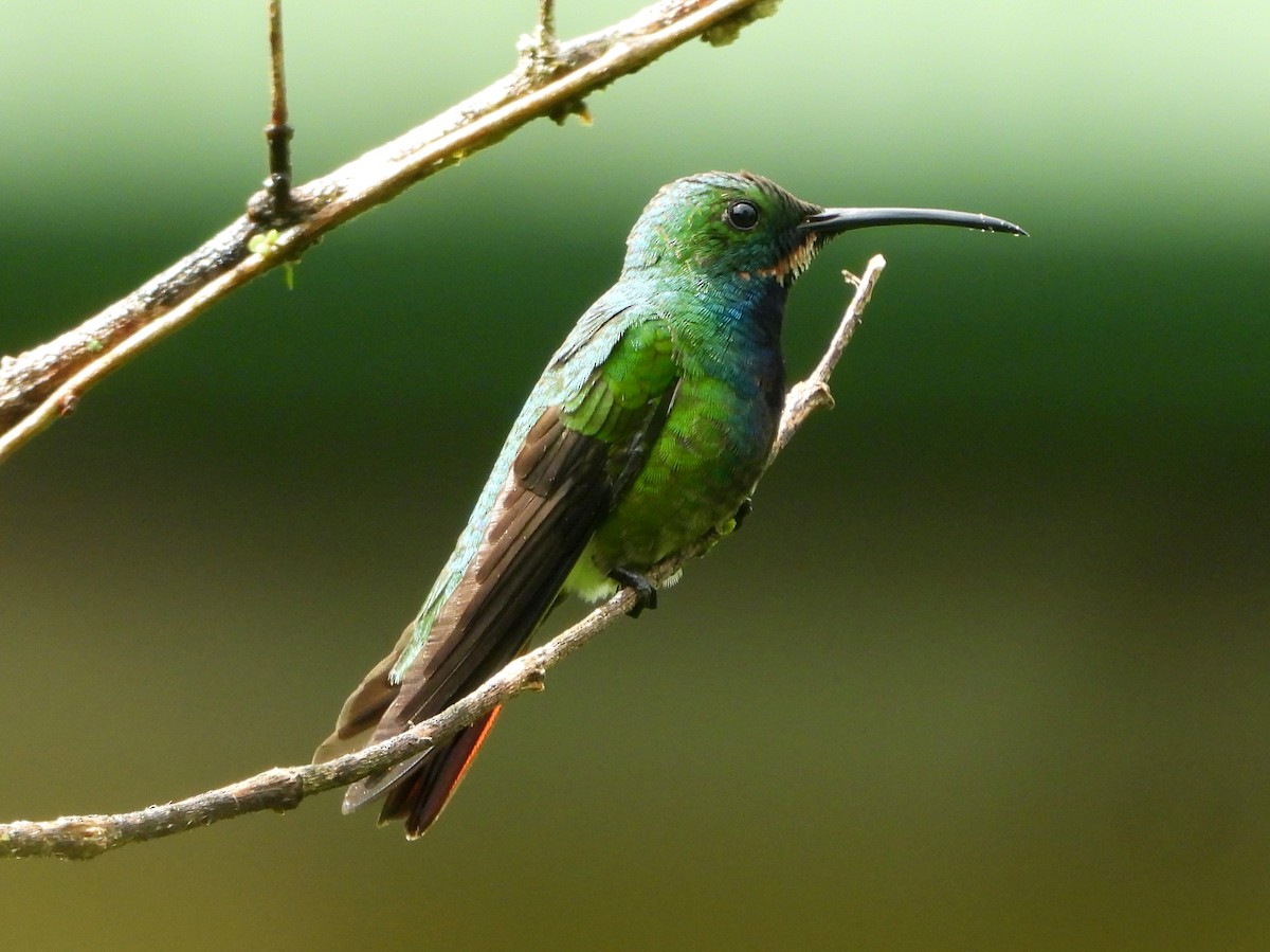 Green-breasted Mango - ML520302111