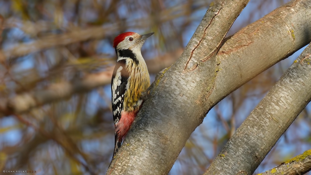 Middle Spotted Woodpecker - Cenk Polat