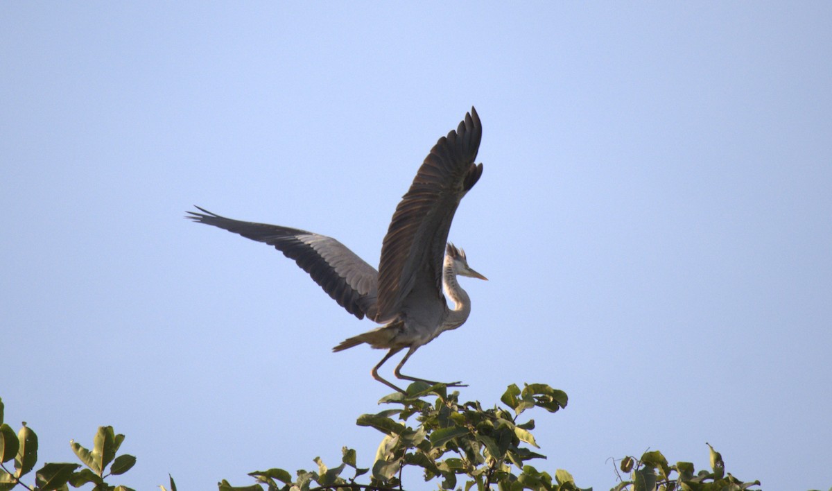 Purple Heron - ML520302551