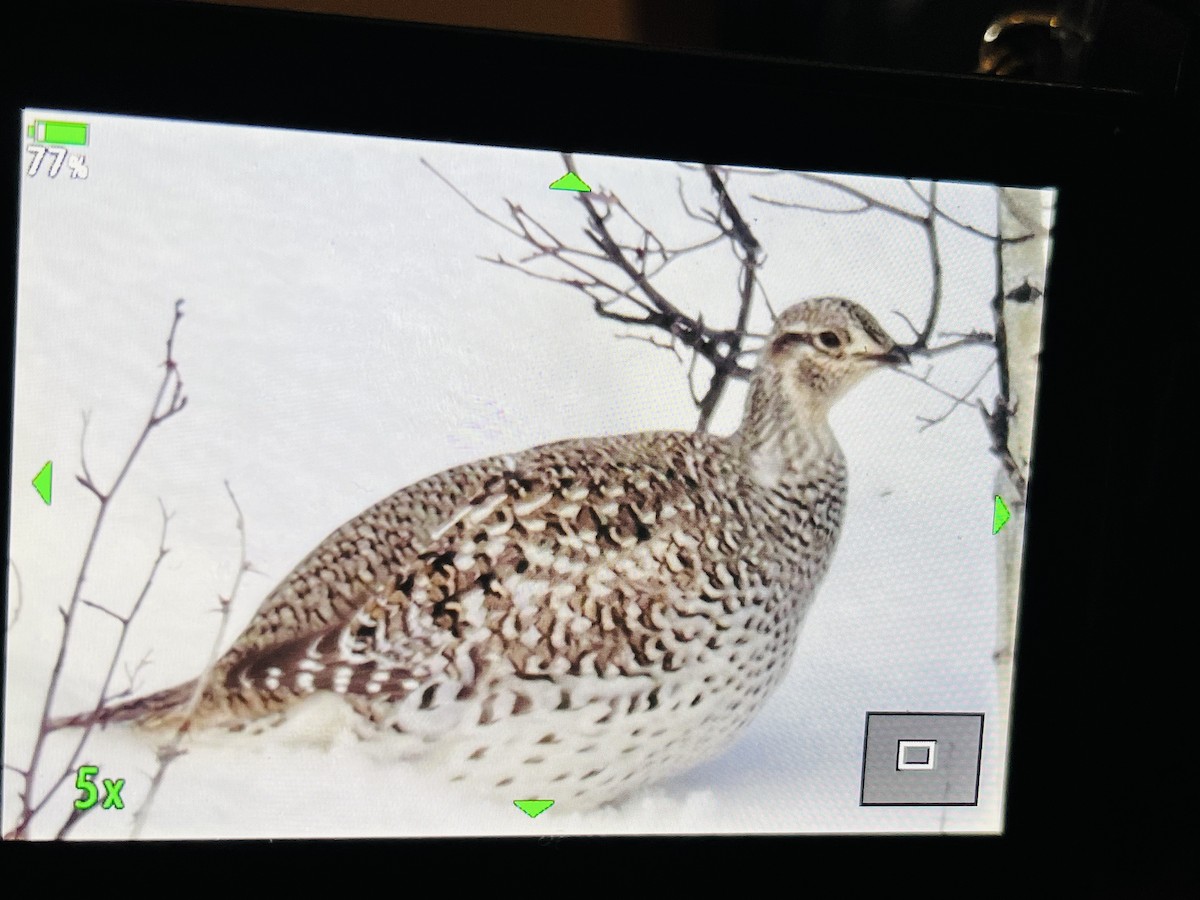 Sharp-tailed Grouse - ML520302661