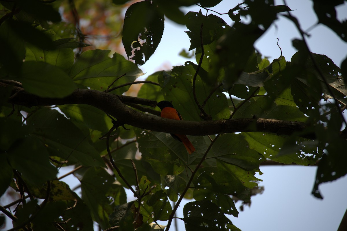 Orange Minivet - Vaishnav Auti