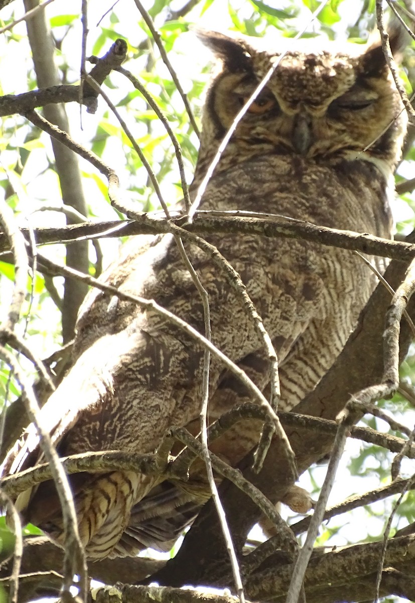 Lesser Horned Owl - ML520303741