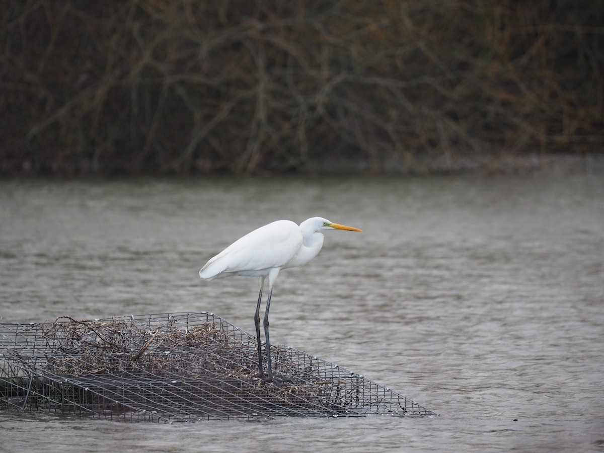 Great Egret - ML520304151