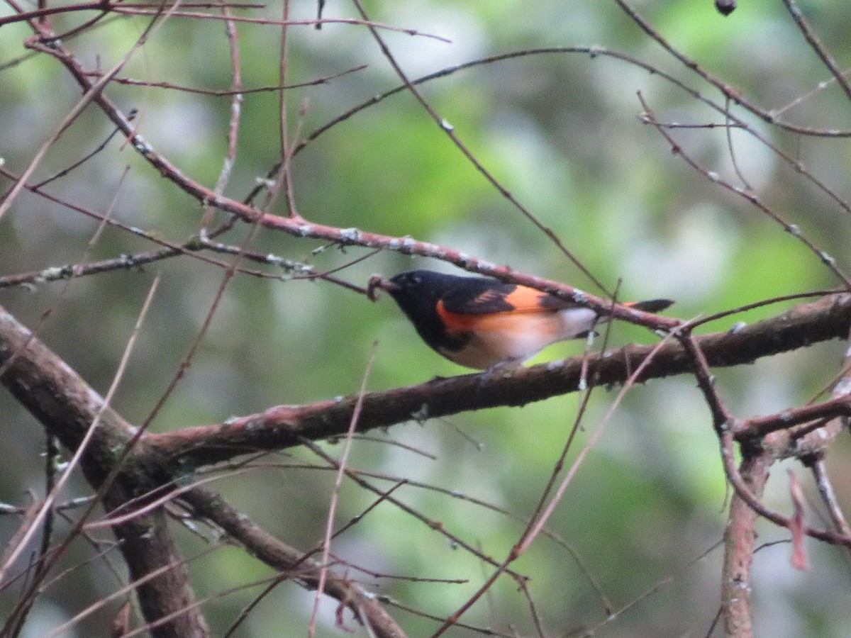 American Redstart - Hernán Fernández Remicio