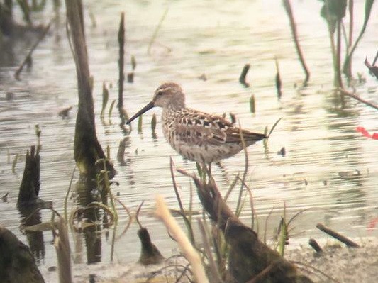 Stilt Sandpiper - ML520304541