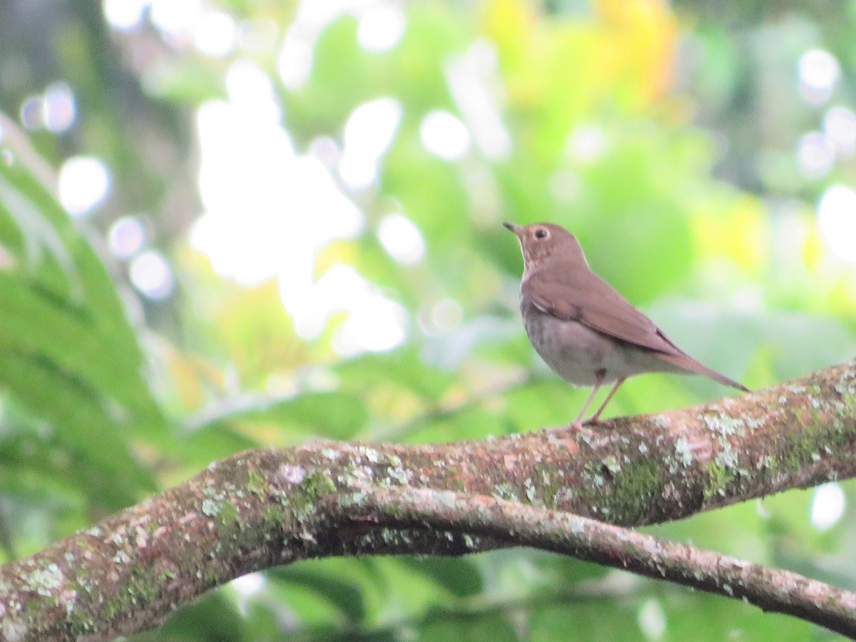 Swainson's Thrush - ML520304891