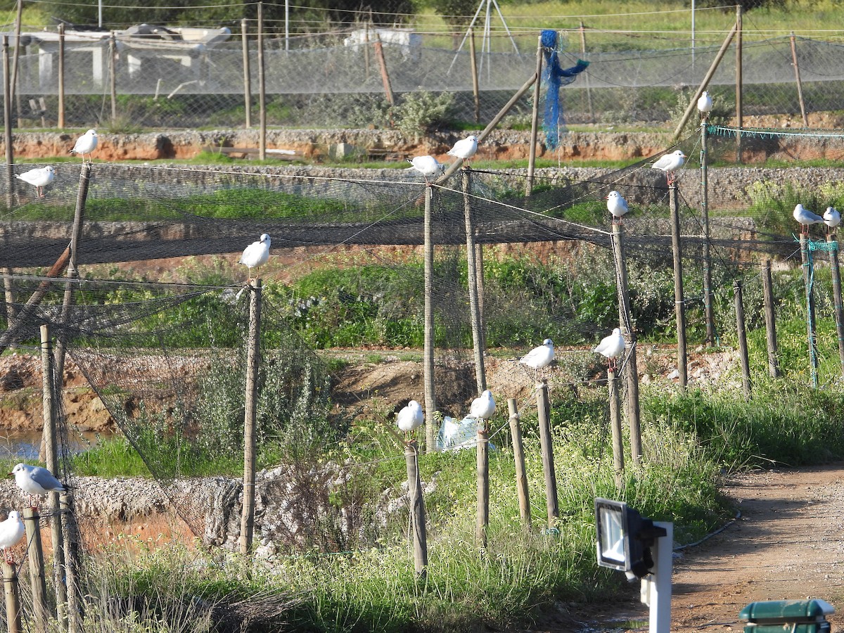 Gaviota Reidora - ML520306621