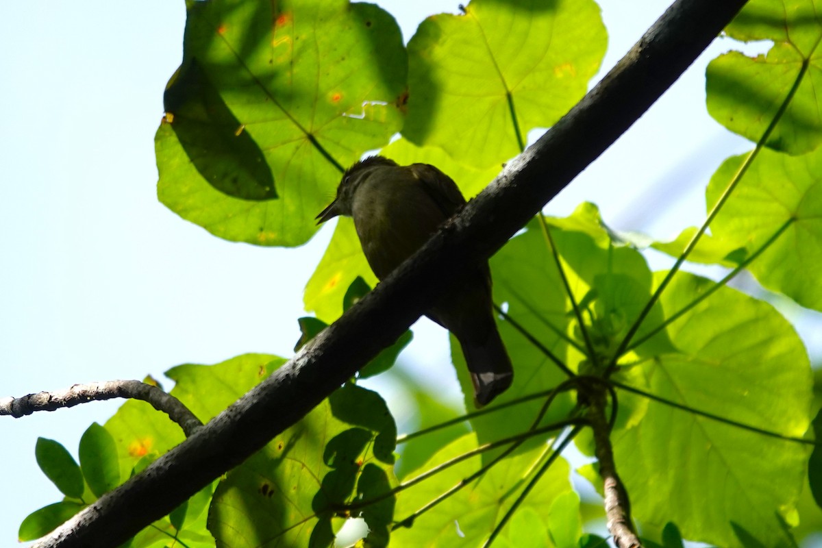 Olive Bulbul - Ronald de Mol