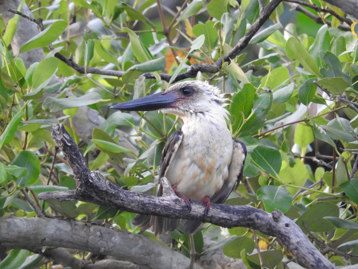 Great-billed Kingfisher - Pam Rasmussen