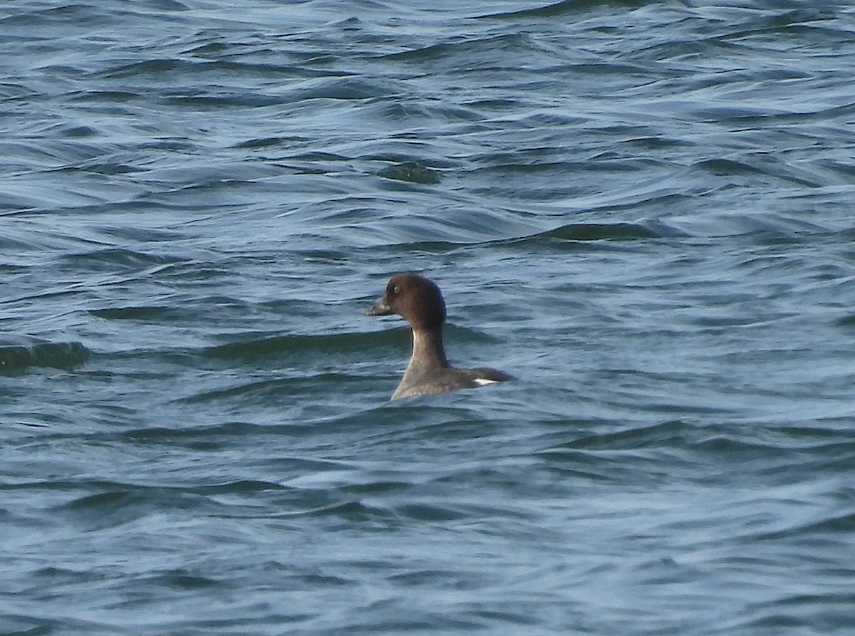 Common Goldeneye - ML520311681