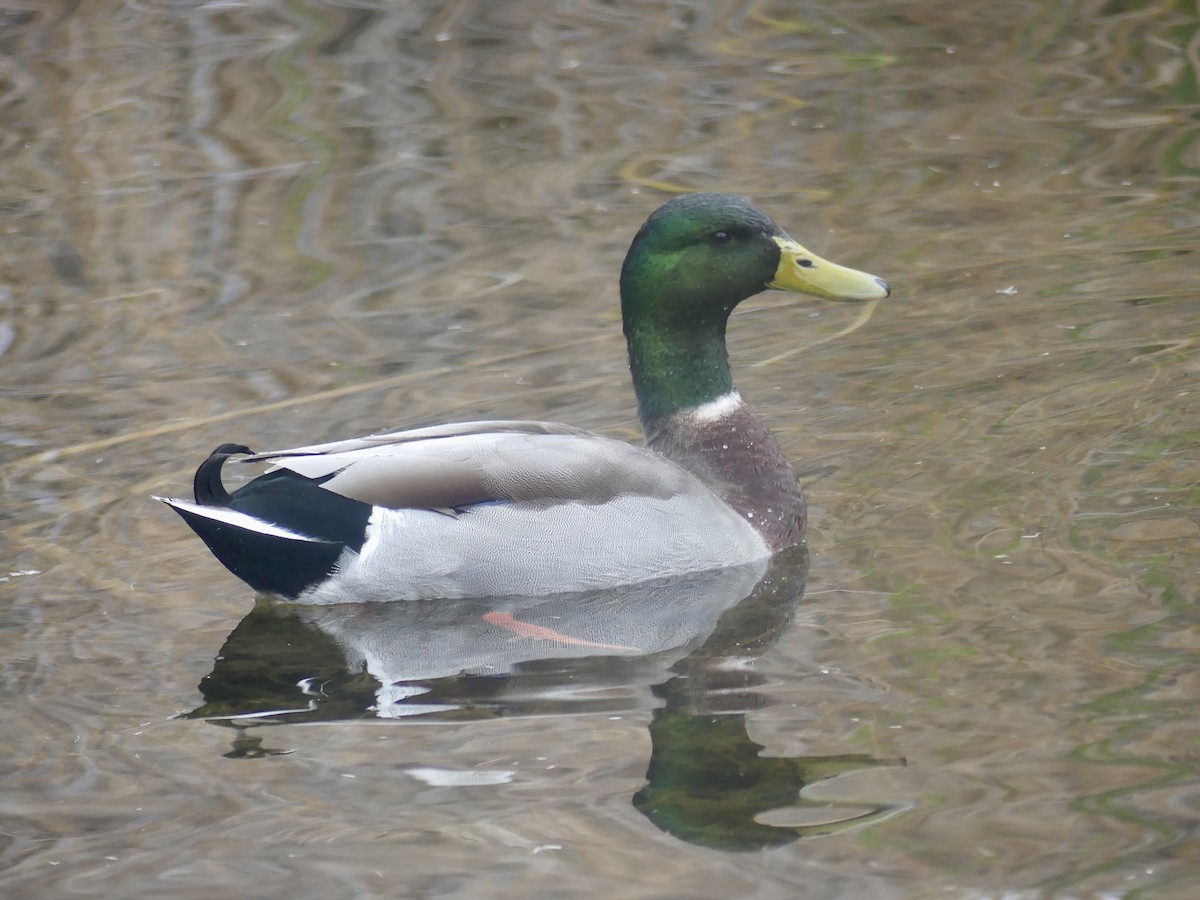 Canard colvert - ML520311971