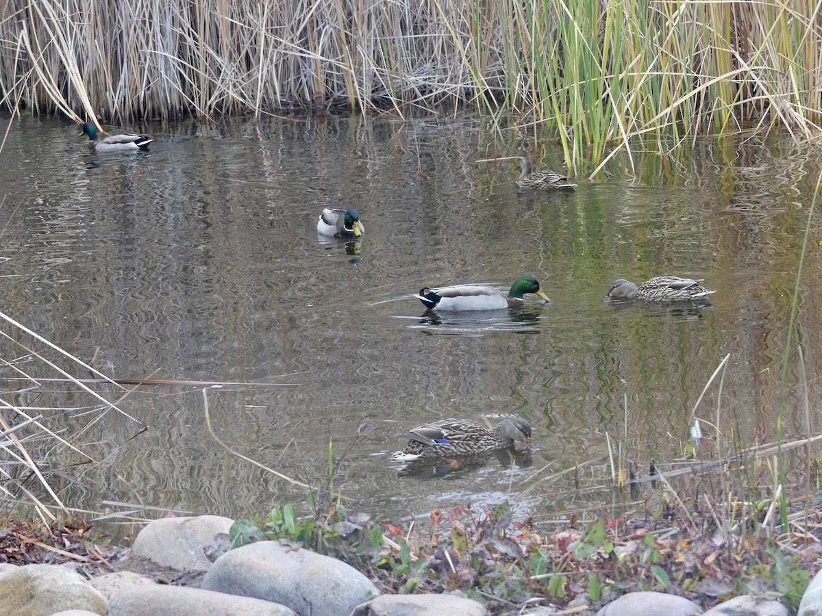 Mallard - Dennis Wolter