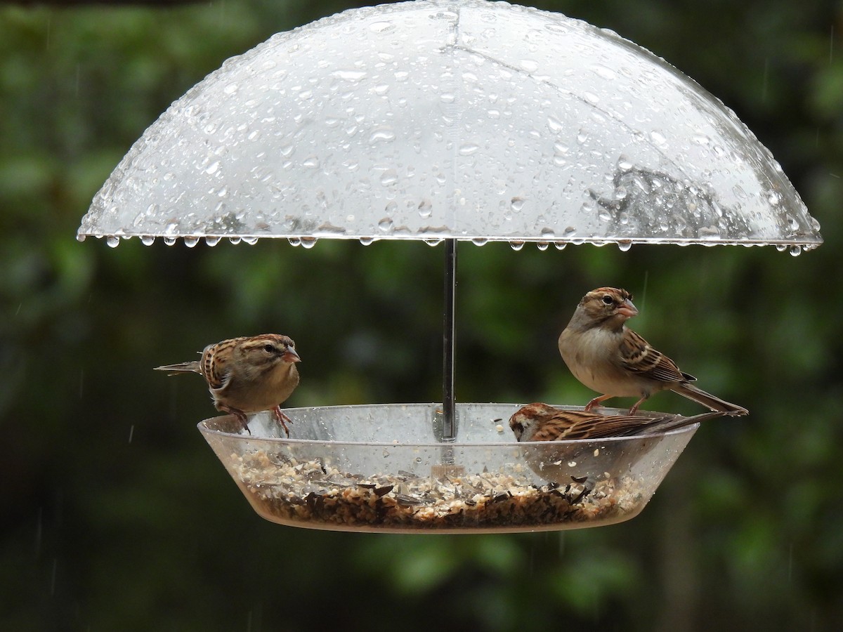 Chipping Sparrow - ML520312081