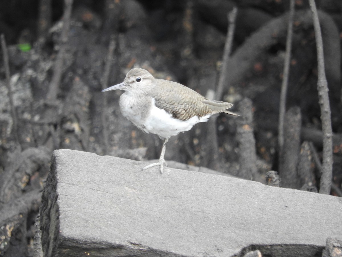 Common Sandpiper - ML52031251