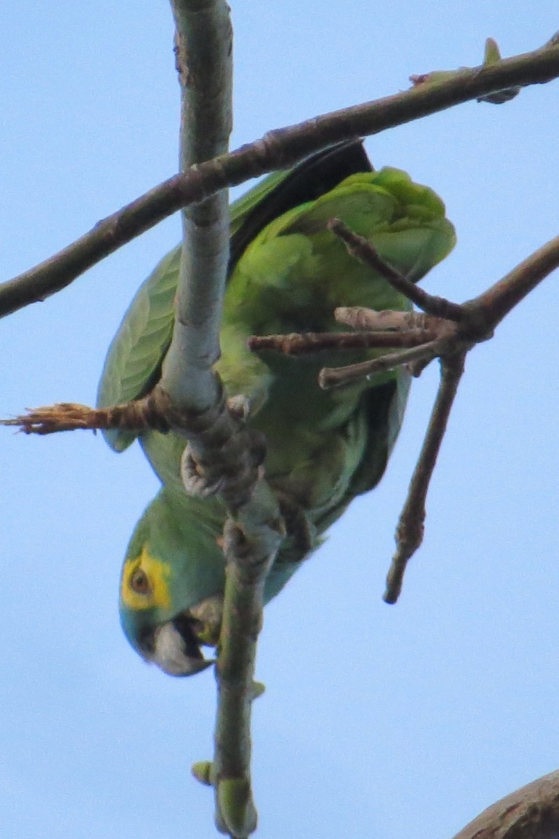 Turquoise-fronted Parrot - Marti Horman