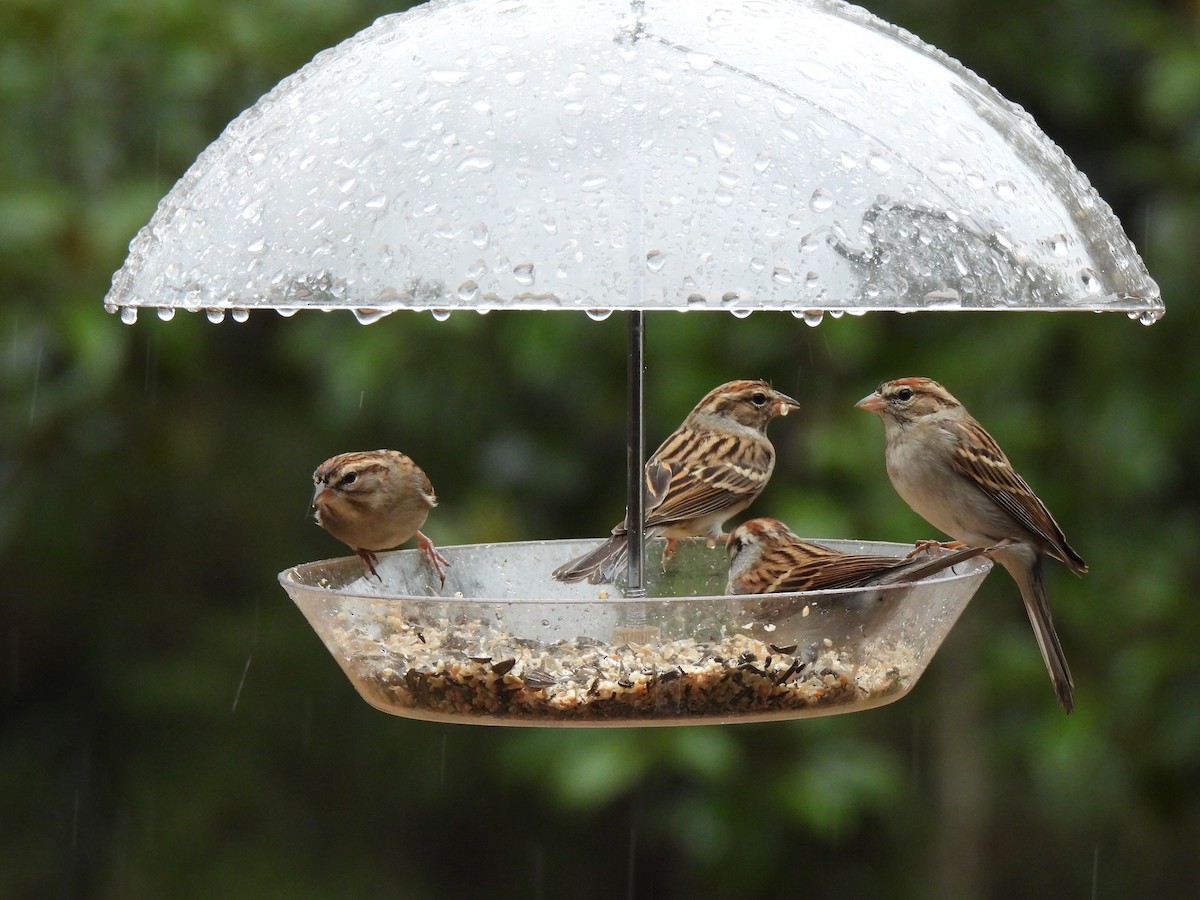 Chipping Sparrow - ML520314291