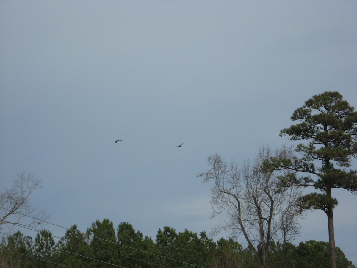 Turkey Vulture - ML520314301