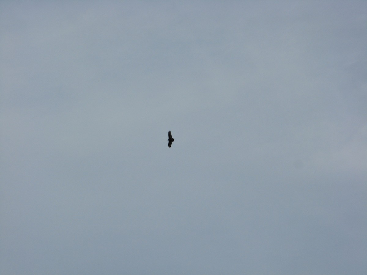 Turkey Vulture - ML520314351