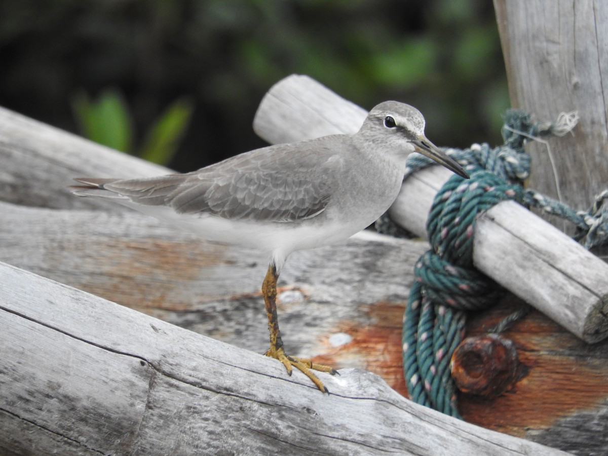 Gray-tailed Tattler - ML52031461