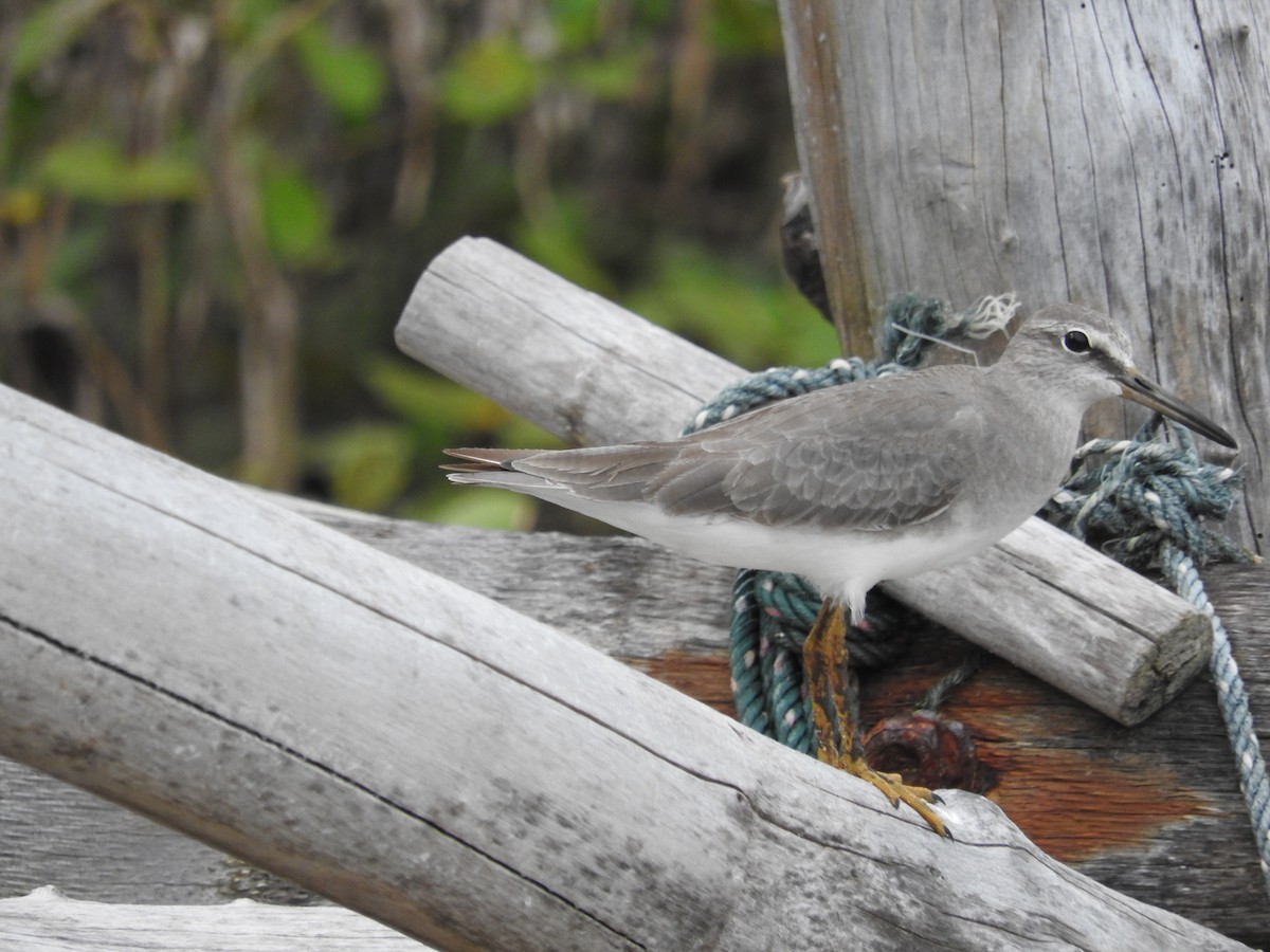 Gray-tailed Tattler - ML52031471