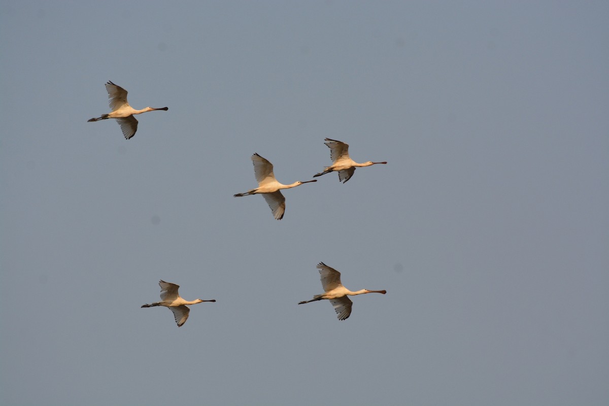 skjestork - ML52031481