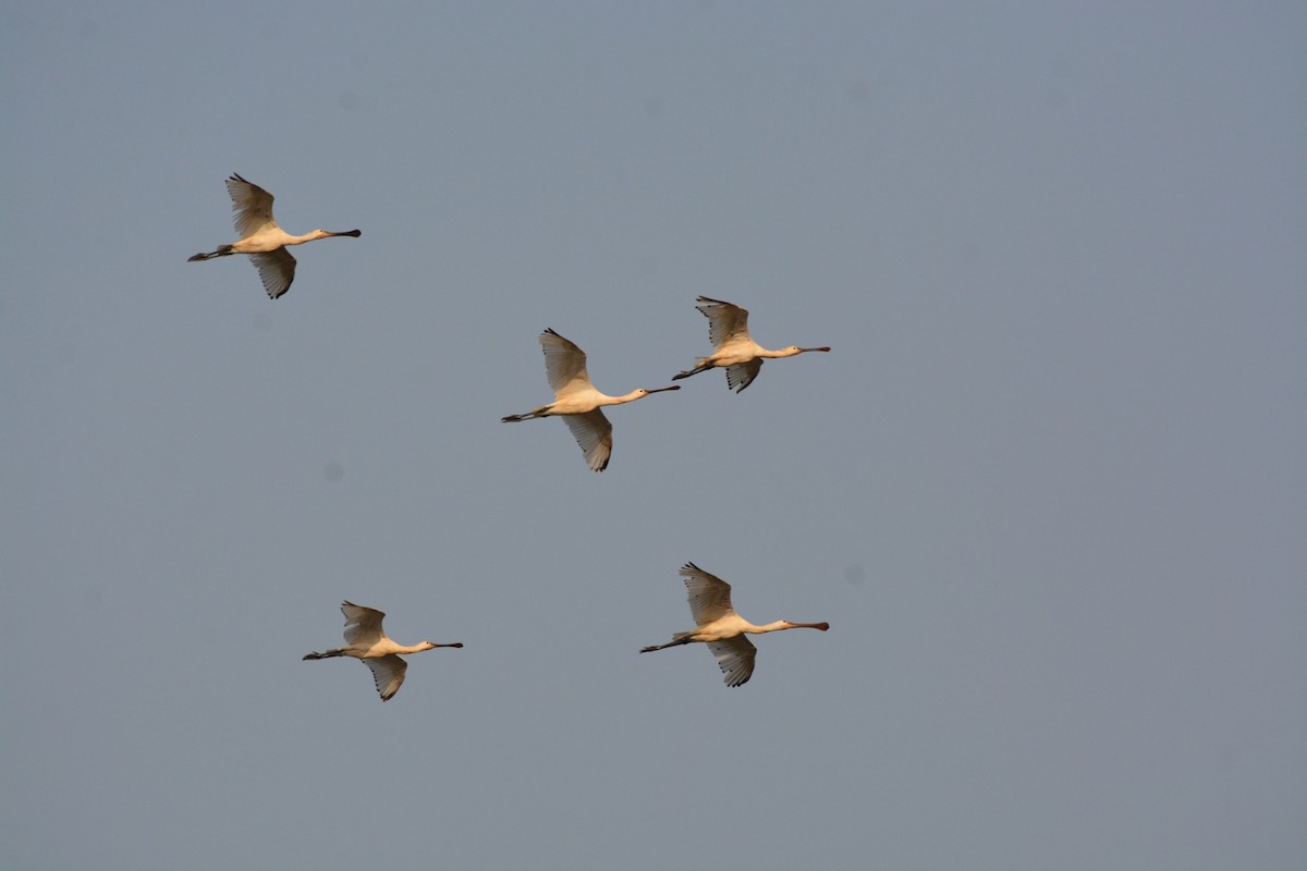 Eurasian Spoonbill - ML52031481