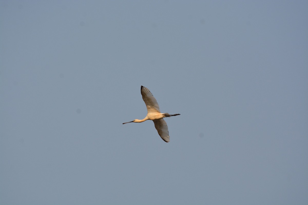 Eurasian Spoonbill - Mohandas Giriyappa